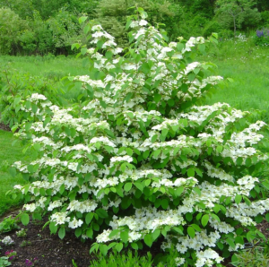 Viburnum-image