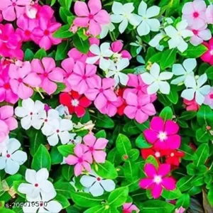 Vinca-image