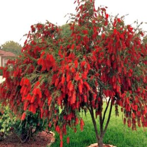 Weeping Bottlebrush-image