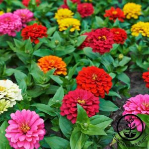 Zinnia-image