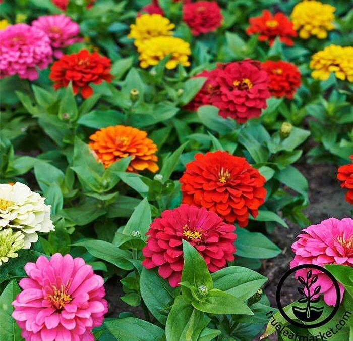 zinnia